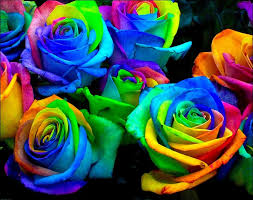 Maybe you would like to learn more about one of these? Real Pictures Of Rainbow Roses Novocom Top