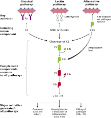 Image result for Complement Pathway