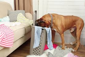 Sometimes feeding bread can help coat the object and keep it from causing problems while pushing it through the. Don T Eat That When Your Dog Swallows A Foreign Object Oakland Veterinary Referral Services
