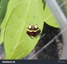 Image result for Poecilostachys