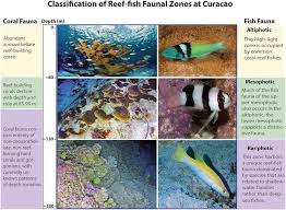 Classification Of Reef Zones Off Curaçao Smithsonian Ocean