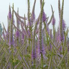 Veronicastrum sibiricum 'apollo' ist eine beeindruckende persönlichkeit für nicht zu trockene und nicht zu schattige standorte. Veronicastrum Kandelaber Ehrenpreis