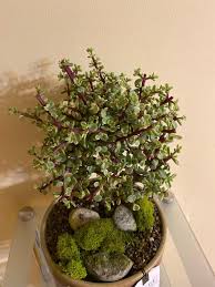 Image result for Portulacaria