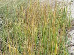 Image result for Sporobolus tenuissimus