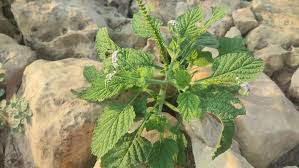 Image result for Sesamum parviflorum
