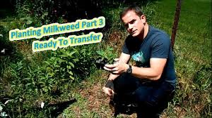 Planting Milkweed Part 3 Ready To Transfer Help The Monarch Butterfly Youtube