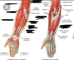 Tutorials and quizzes on muscles that act on the forearm/ forearm muscles (flexors and extensors of the forearm), using interactive animations and diagrams. Human Muscles Of The Forearm Front Side Diagram Quizlet