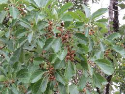 Image result for Terminalia bellirica
