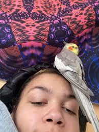 Hello guys. So I just bought my first bird and I was wondering if you have  any tips to make them as happy as possible. Pic below