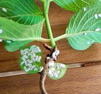 Image result for puklice na orchideích obrázek