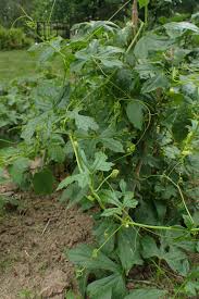 Image result for Diplocyclos