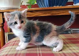 Potential adopters are thoroughly screened over the phone and at shows. Adopt A Pet Petsmart Charities