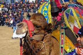 First, here's a class i've written called responsetype, which models the response from my restful api. Camel Wrestling In Turkey
