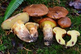 Image result for Suillus punctipes