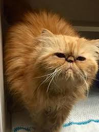 Should i declaw my cat despite my reservations? Houston Tx Persian Meet Famous Declawed A Pet For Adoption