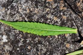 Image result for Senecio luembensis