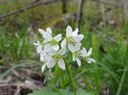 Image result for Cardamine obliqua