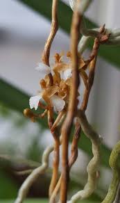 Image result for Microcoelia obovata