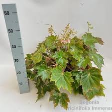 Image result for Begonia elaeagnifolia