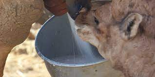 The mesophilic group were represented by lactococcus lactis subsp from a technological point of view, the camel milk can be used as a source of new starters in the development of the industrial manufacture of these strains. New Lactic Acid Bacteria Can Make African Camel Milk Safe Lab Manager