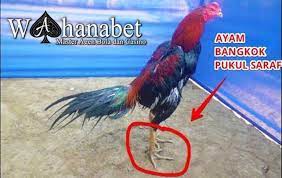 Ciri Ayam Pukul Saraf Yang Paling Penting Terletak Di Akurasi Pukulan Dan Kekuatan Apabila Tidak Di Lengkapi Dengan 2 Ciri Itu Maka Tid Ayam Kandang Ayam Lucu
