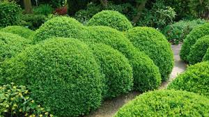 Wir erhalten dieser art von atemberaubende grafiken von online und wählen sie. Buchsbaumhecke Pflanzen Und In Form Schneiden
