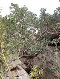 Image result for Ficus pseudomangifera