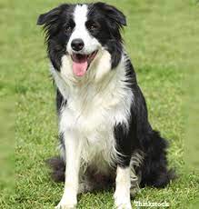 The Border Collie