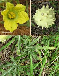 Image result for Acanthosicyos naudinianus