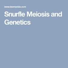 Students compare terms such as diploid and haploid, mitosis and meiosis, and germ cells and somatic cells. Snurfle Meiosis And Genetics Meiosis Genetics Cell Cycle