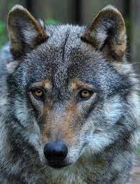 European Wolf Canis Lupus Lupus Wolf Life Wolf Canis Lupus