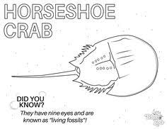Find & download free graphic resources for horseshoe crab. Blue Zoo Aquariums Bluezooaquariums Profile Pinterest