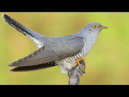 Bird Sounds Birds Singing Mp3 Download Common Cuckoo Singing Bird In Spring Cuculus Canorus Youtube Singing Bird Animal Sounds Birds