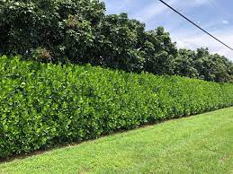 Beech (fagus sylvatica) plants make an excellent choice for hedging because they grow quickly when you come to plant the hedge in winter, the ground will be much harder to work than it is in the this is because younger plants are more vulnerable to failure than older ones. Hedges Sunny Boys Nursery