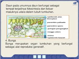 Pada tumbuhan umumnya, stomata ini terdapat pada bagian bawah daun, sedangkan pada tumbuhan yang mengapung seperti teratai, stomata berada di bagian atas daun. Tumbuhan Dan Fungsinya Ppt Download