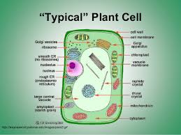 Chloroplasts are probably the first thing we think of when we think about what makes plant cells unique. Cell Organelles