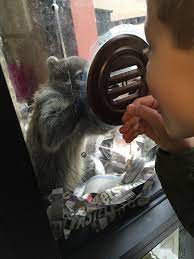 Often, veterinarians will have flea medicine that will make your pet. Nj Exotic Pets Lodi Nj