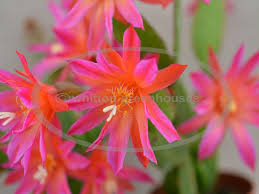 The christmas cactus is a colorful alternative to traditional holiday plants like poinsettias, and makes a beautiful addition to your holiday decor scheme. Whitton Greenhouses Christmas And Easter Cactus Plants