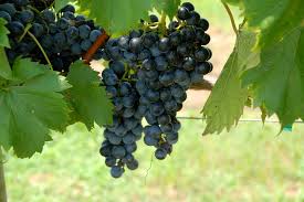 44 each tree is recognized by its own fruit. The Tree And Its Fruit Steemit