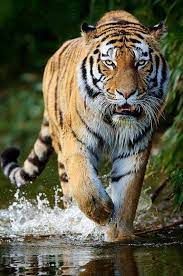 Pin By Karen Schultz On Big Cats Big Cats Tiger Pictures Siberian Tiger