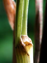 Image result for Agrostis epigejos