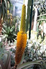 Image result for Aloe tauri