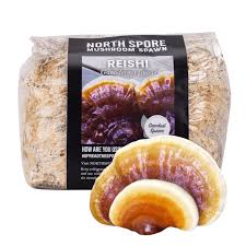 Image result for Ganoderma tsugae