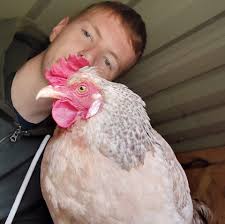 Will roosters fight over chickens?