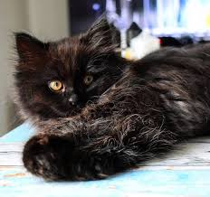 Picking a name is one of the biggest decisions you'll make as a pet owner. 40 Best Male Black Cat Names Petpress