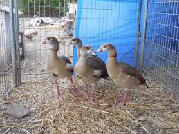 Check spelling or type a new query. Egyptian Geese Backyard Chickens Learn How To Raise Chickens