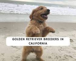 Maybe you would like to learn more about one of these? Golden Retriever Breeders In California Top 7 Picks 2021 We Love Doodles
