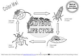 Pin On Lifecycles Foodchain