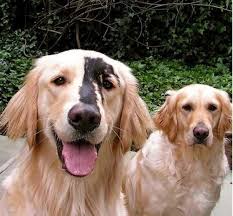 Why Do Golden Retrievers Often Have 1 3 Black Hairs Quora