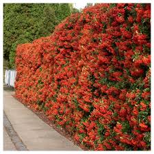 In fructele coapte continutul depaseste. Catina Ornamentala Gardenexpert Ro